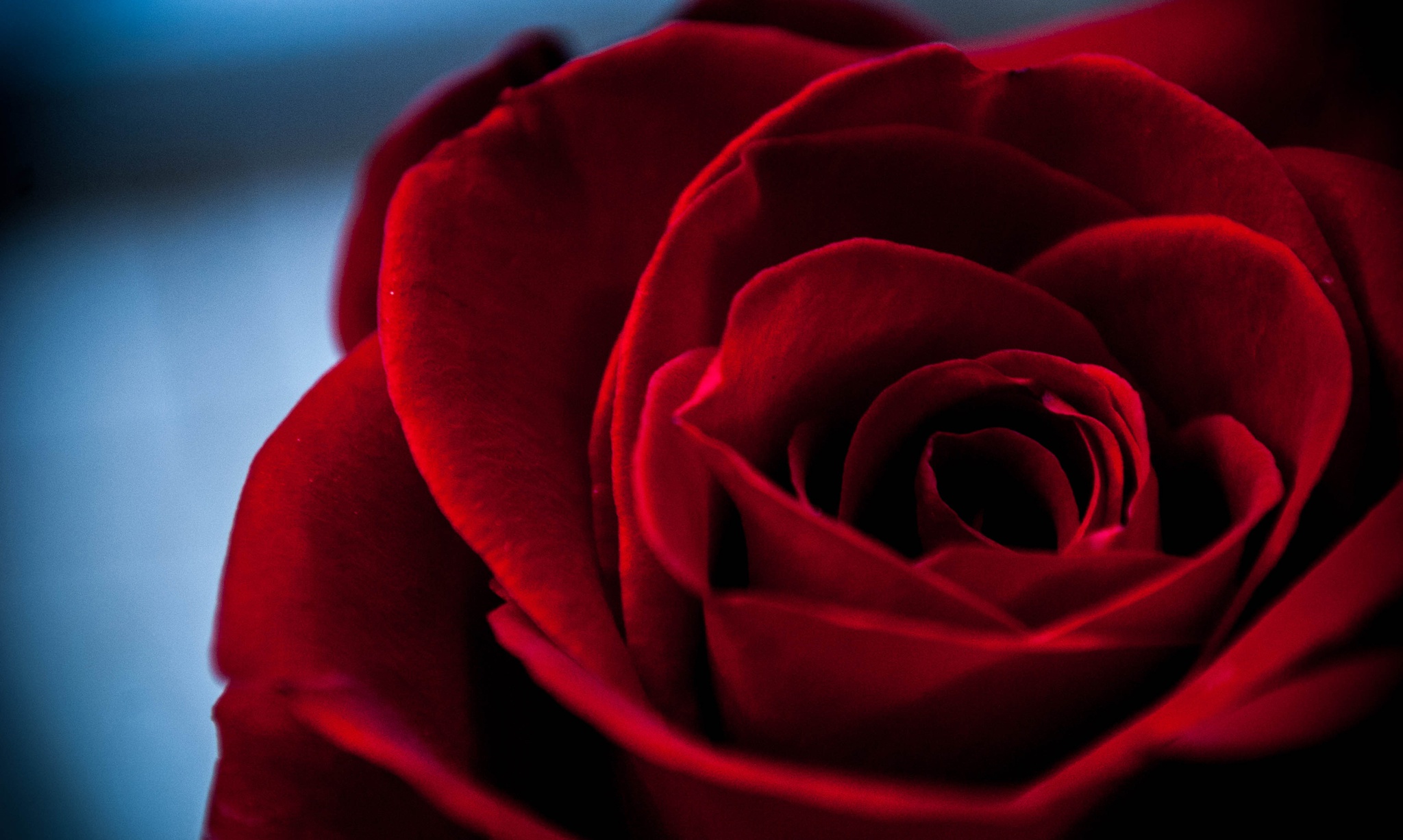 Гүлдің суреті. Бордовый бутон розы. Розы бордовые бархатные.