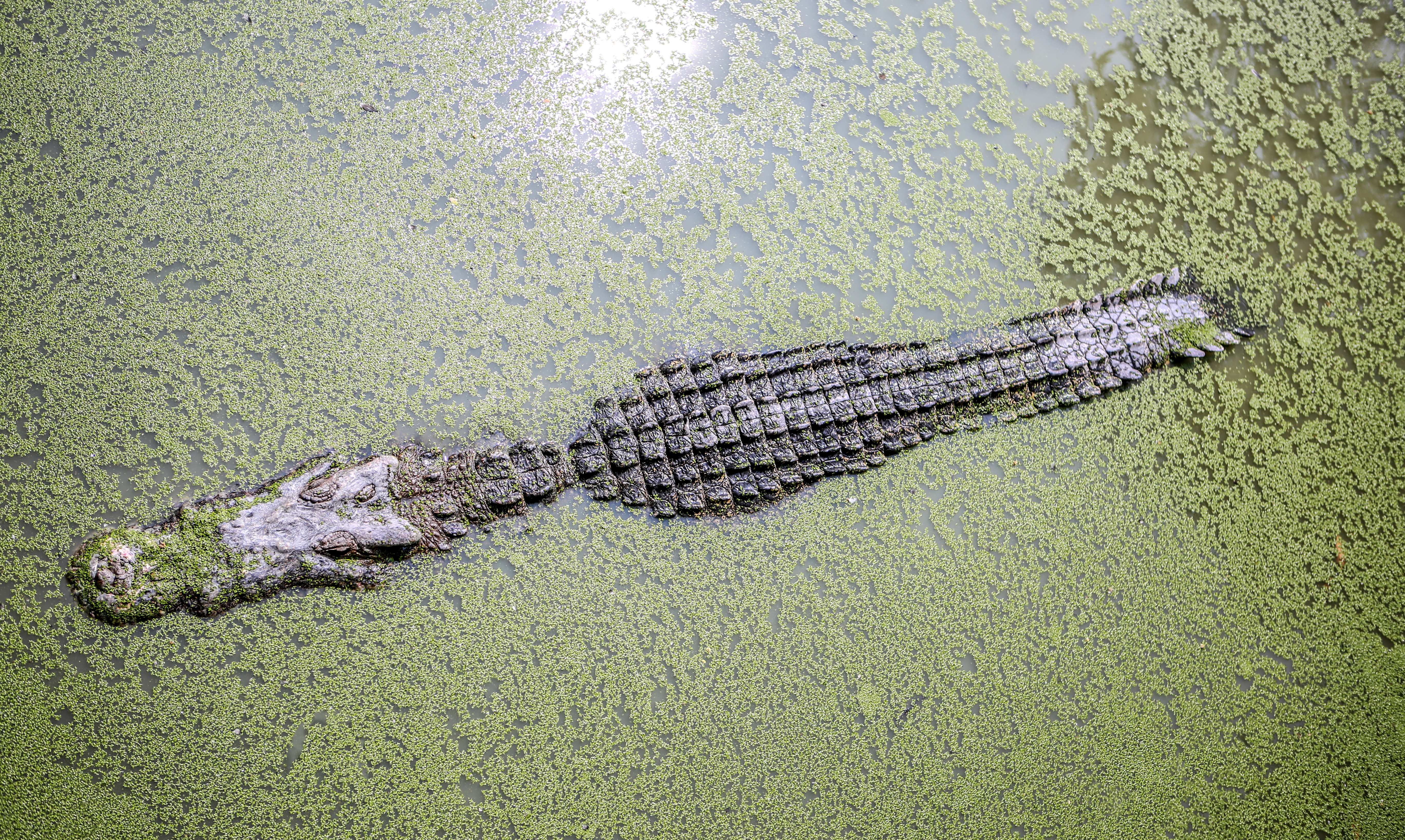 Animal Crocodile HD Wallpaper | Background Image