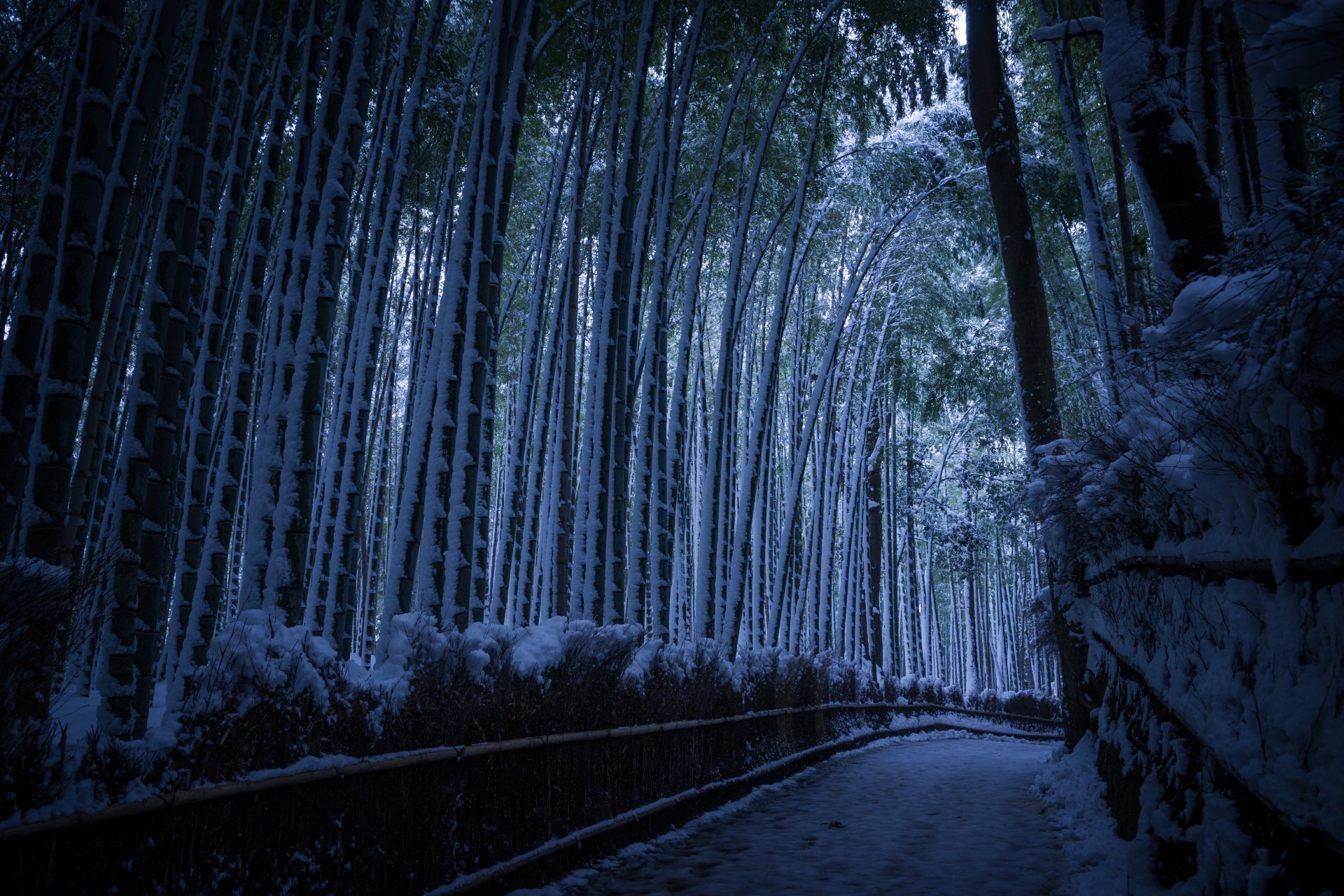 Winter Bamboo Forest Path in 4K Ultra HD Nature Wallpaper | 6000x4000 ...