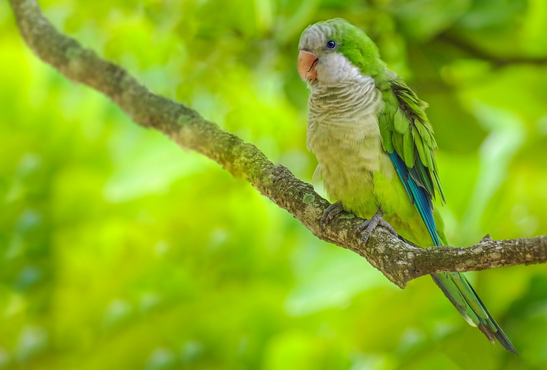 A vibrant green monk parakeet perched on a branch, showcasing its colorful feathers against a lush, blurred natural background in this HD desktop wallpaper.
