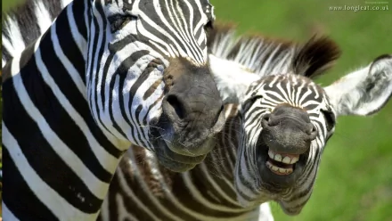 A vibrant HD wallpaper featuring two zebras with playful expressions, showcasing their striking black and white stripes against a lush green background.