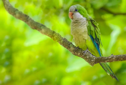 A vibrant green monk parakeet perched on a branch, showcasing its colorful feathers against a lush, blurred natural background in this HD desktop wallpaper.