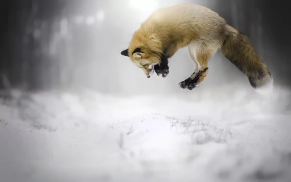 jump depth of field snow winter Animal fox HD Desktop Wallpaper | Background Image