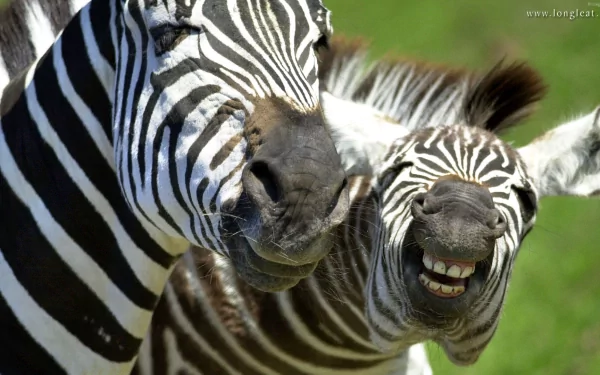 A vibrant HD wallpaper featuring two zebras with playful expressions, showcasing their striking black and white stripes against a lush green background.