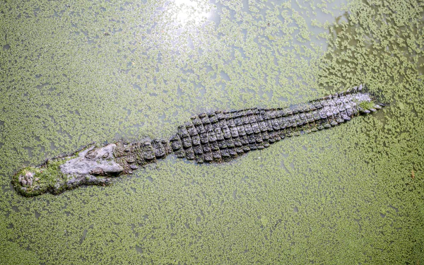 swamp water Animal crocodile HD Desktop Wallpaper | Background Image