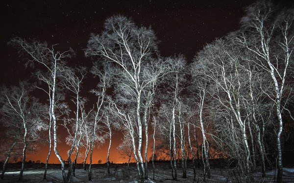 Earth Night Nature Tree Winter Horizon Starry Sky Birch HD Wallpaper | Background Image