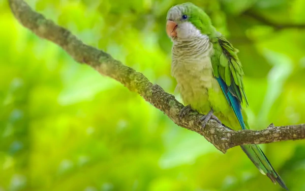 A vibrant green monk parakeet perched on a branch, showcasing its colorful feathers against a lush, blurred natural background in this HD desktop wallpaper.