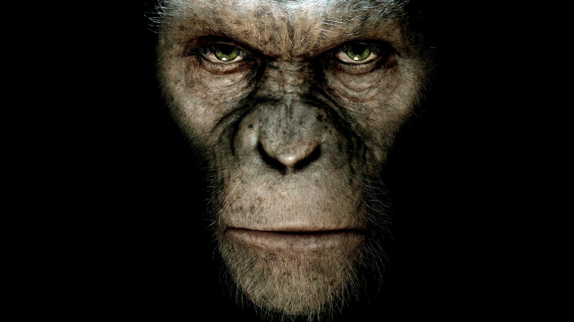 Download Movie Rise Of The Planet Of The Apes HD Wallpaper