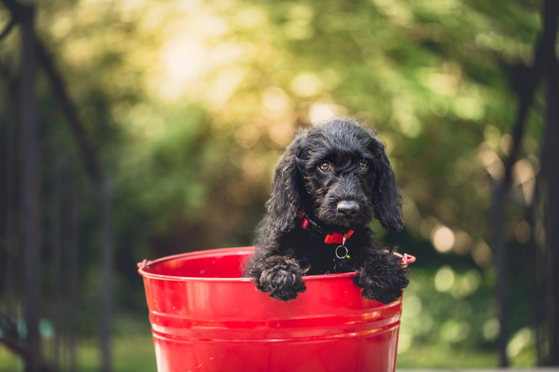 Download Muzzle Bokeh Baby Animal Puppy Dog Animal Cocker Spaniel 4k Ultra HD Wallpaper