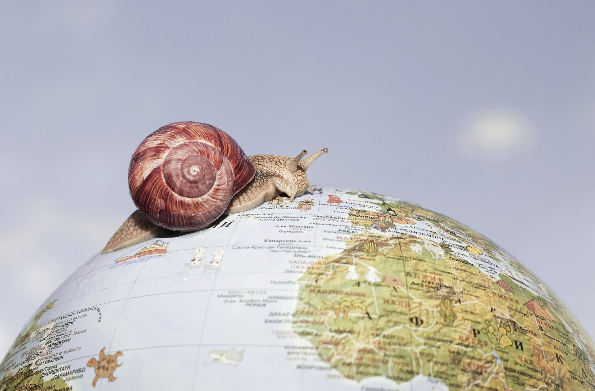 Download Globe Mollusc Animal Snail 4k Ultra HD Wallpaper