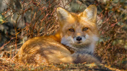 A resting fox with a calm stare in a natural setting, surrounded by dry branches. HD desktop wallpaper and background.