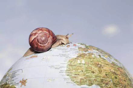 globe mollusc Animal snail HD Desktop Wallpaper | Background Image