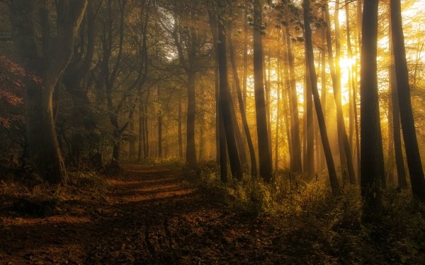 Earth Sunbeam Nature Forest Path Tree HD Wallpaper | Background Image