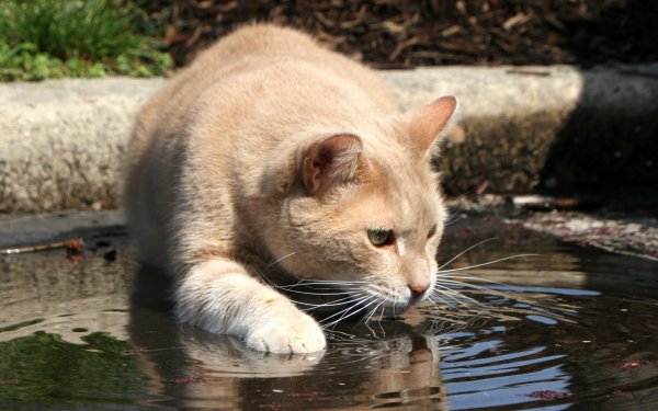 Animal Cat Cats Water HD Wallpaper | Background Image