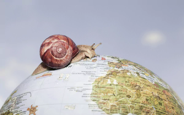 globe mollusc Animal snail HD Desktop Wallpaper | Background Image