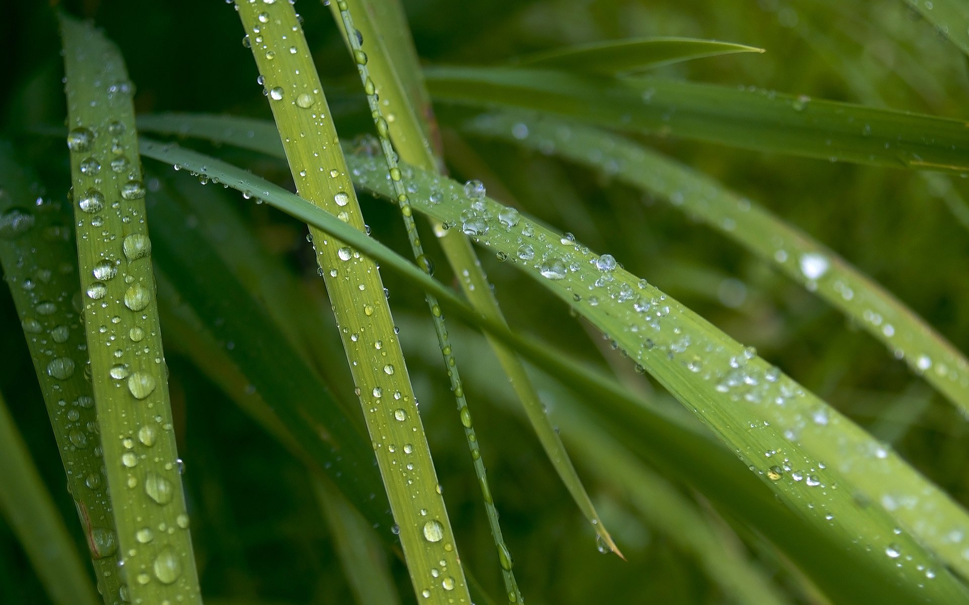 Download Nature Water Drop HD Wallpaper