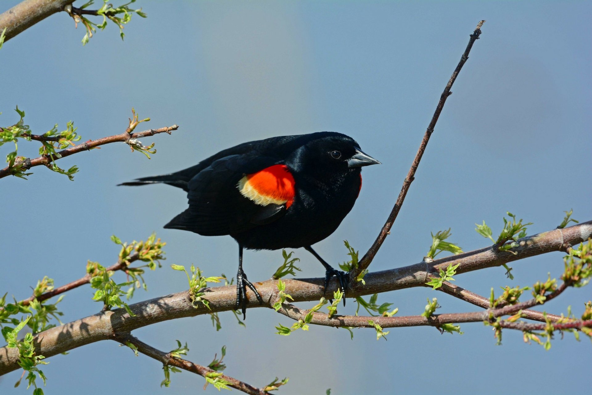 Download Bird Animal Red-winged Blackbird HD Wallpaper