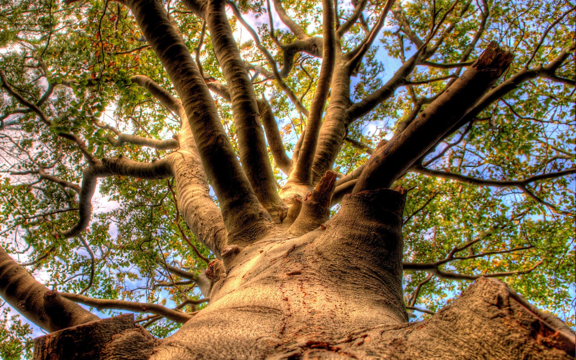 Árbol Fondo de pantalla HD | Fondo de Escritorio | 1920x1200 | ID:79489