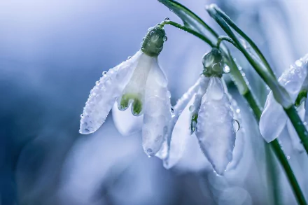 Close-up macro of white snowdrop flowers covered in dew drops, set against a soft blue background, captured in high definition for a nature-inspired PC desktop wallpaper.