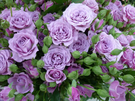  Purple Roses