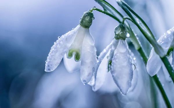 Close-up macro of white snowdrop flowers covered in dew drops, set against a soft blue background, captured in high definition for a nature-inspired PC desktop wallpaper.