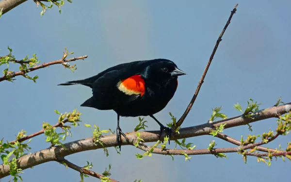 bird Animal Red-winged blackbird HD Desktop Wallpaper | Background Image
