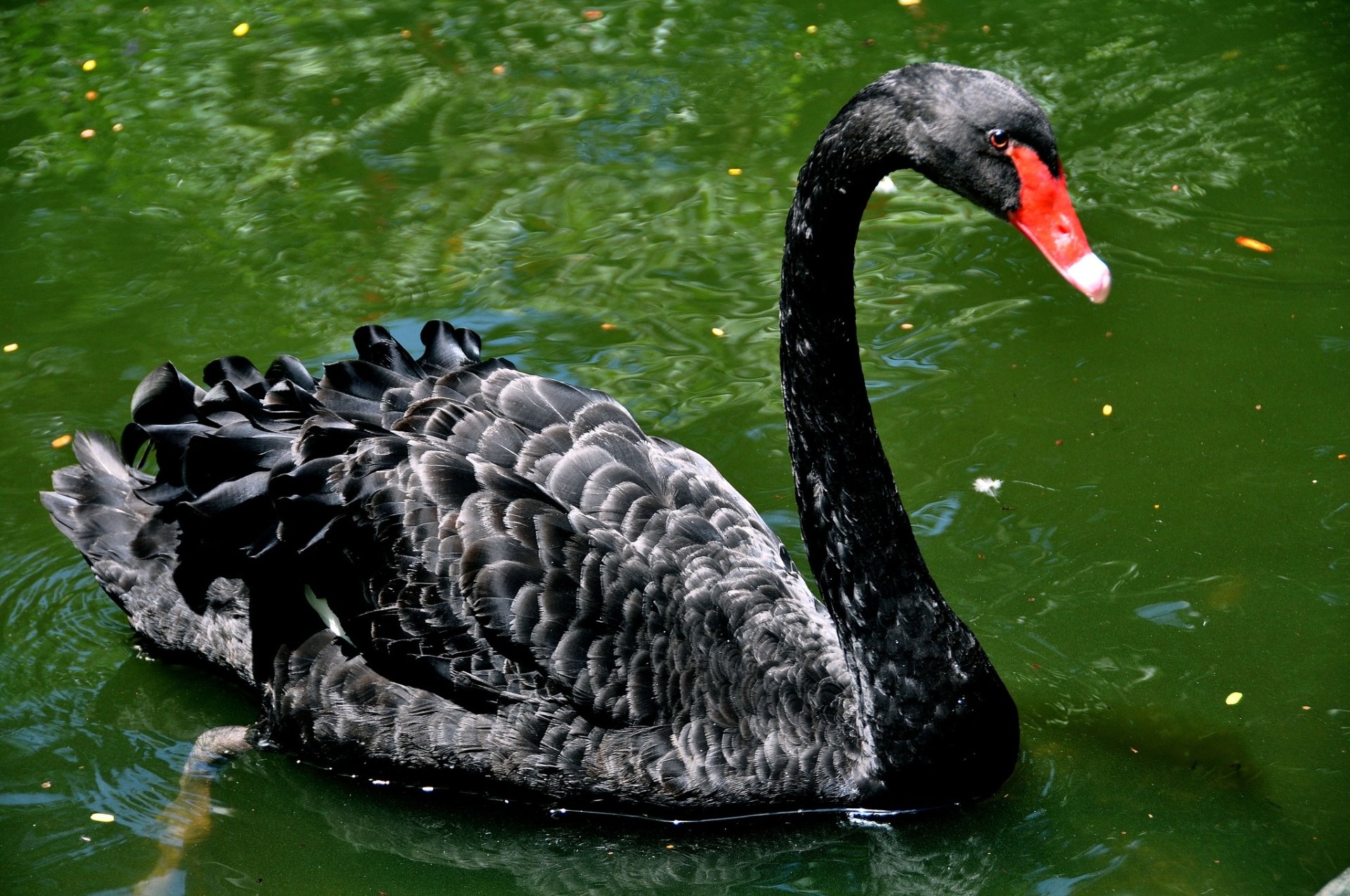 Download Bird Swan Animal Black Swan HD Wallpaper