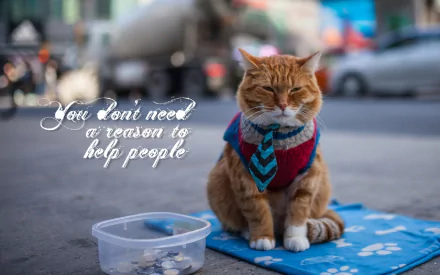 A motivational HD desktop wallpaper featuring a cat wearing a colorful sweater and tie with the quote, You don't need a reason to help people, set against an urban background.