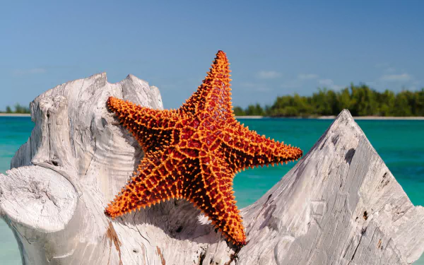 Animal starfish HD Desktop Wallpaper | Background Image