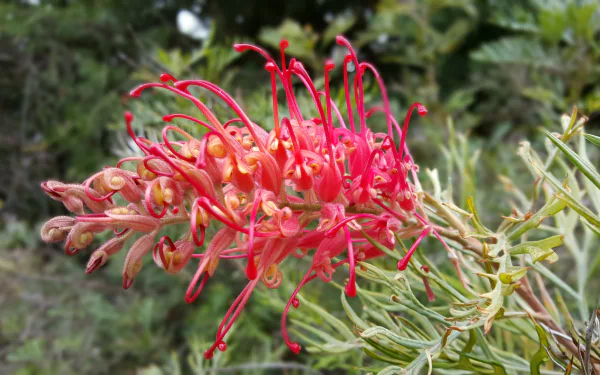  Grevillea also know as Spider Flower ( Proteas)