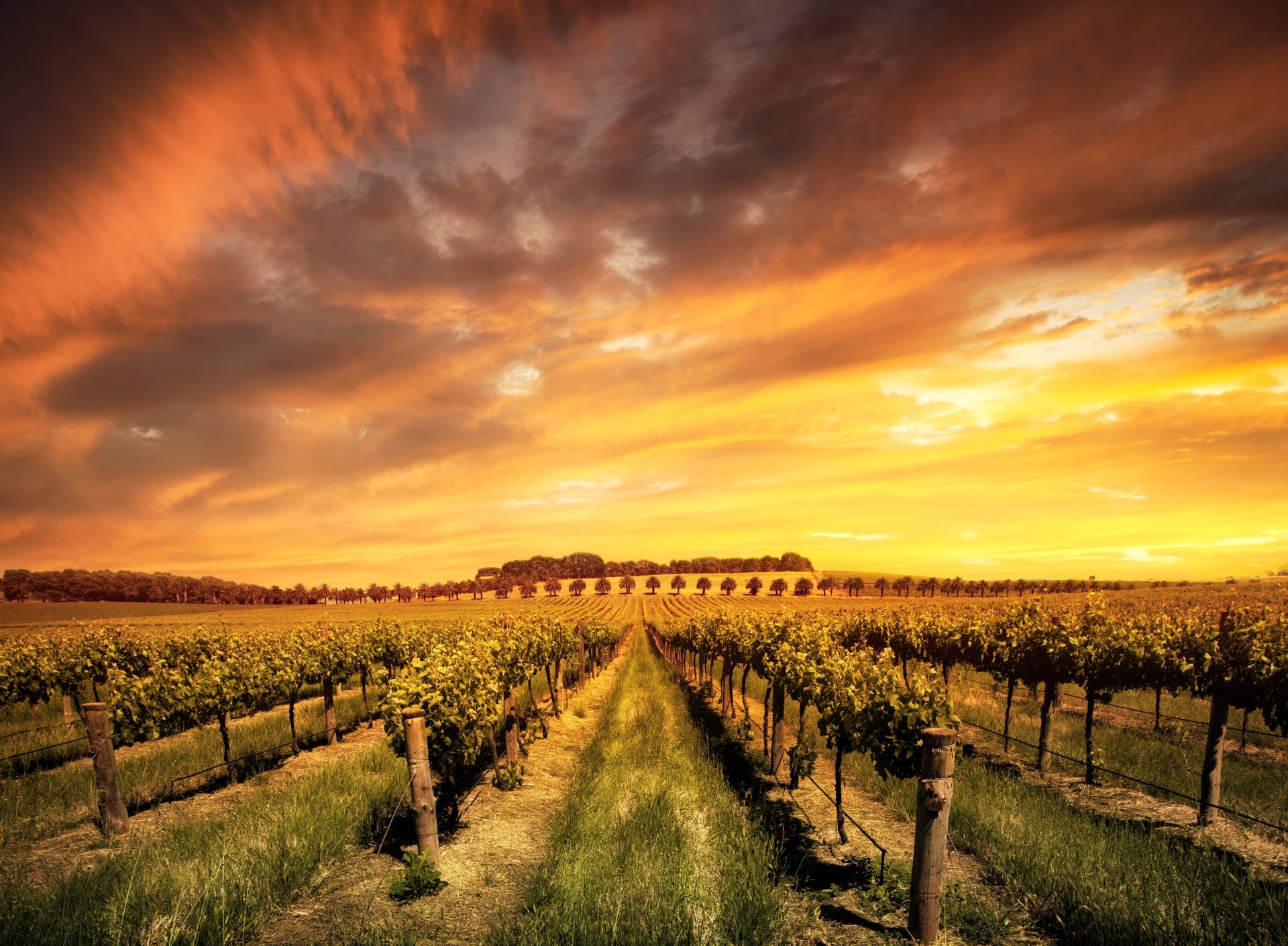 Download Cloud Landscape Sunset Nature Man Made Vineyard 4k Ultra HD
