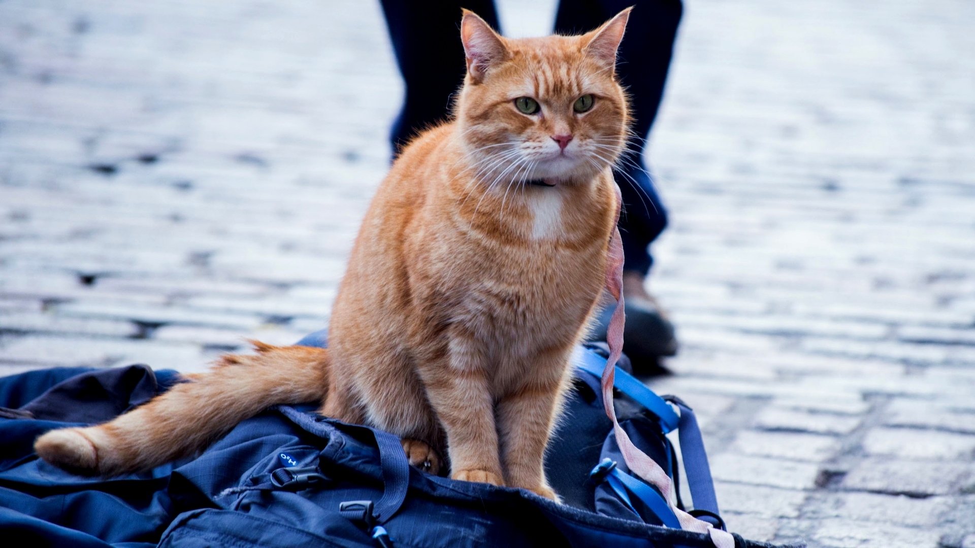 Movie A Street Cat Named Bob HD Wallpaper