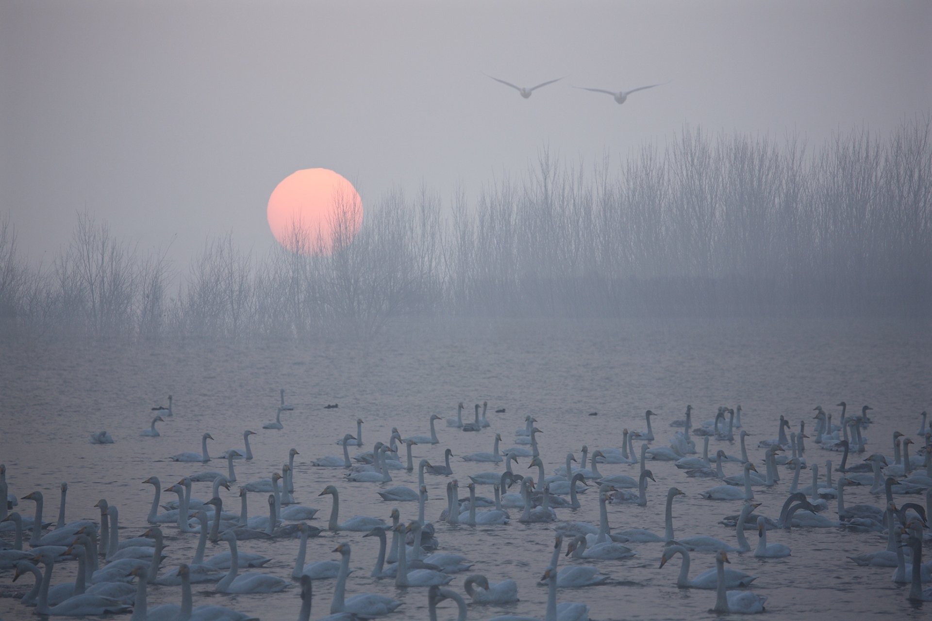 HD desktop wallpaper showing a flock of whooper swans on a lake at sunset, with the sun low and birds flying above a misty tree line.