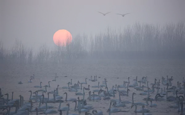 HD desktop wallpaper showing a flock of whooper swans on a lake at sunset, with the sun low and birds flying above a misty tree line.