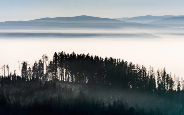 panorama forest landscape nature fog HD Desktop Wallpaper | Background Image