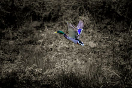 bird duck Animal mallard HD Desktop Wallpaper | Background Image