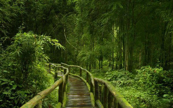 A 4K Ultra HD desktop wallpaper showing a lush green bamboo forest with a winding man-made wooden boardwalk path surrounded by dense natural greenery.