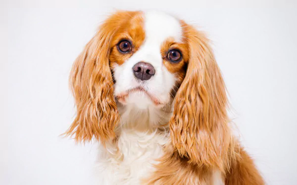 HD PC desktop wallpaper: close-up of a King Charles Spaniel puppy dog with a white-and-rust muzzle, long silky ears and soulful brown eyes.