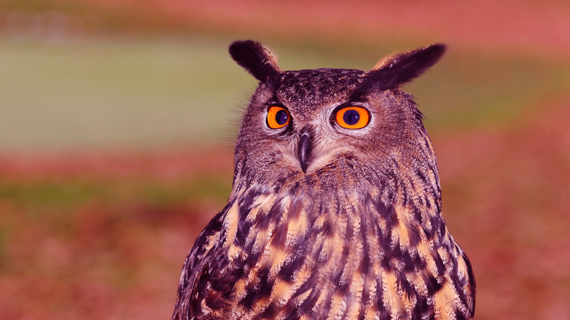 Download Animal Owl 4k Ultra HD Wallpaper by Storm_bustr