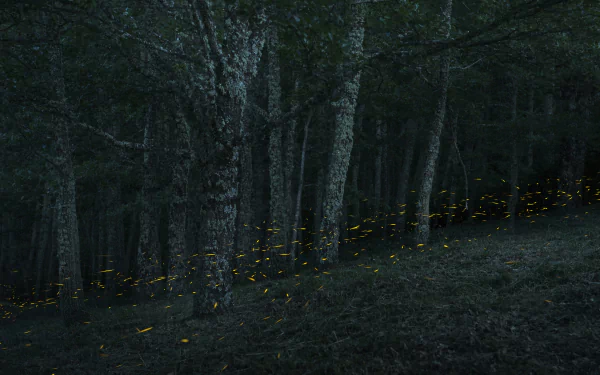 dark tree nature forest dark nature HD Desktop Wallpaper | Background Image