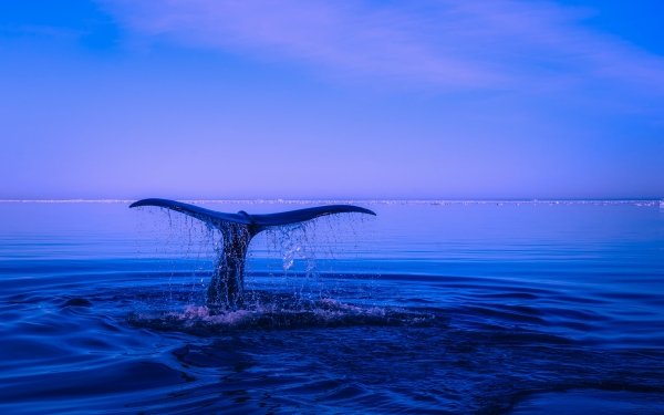 Animal Whale Ocean Sea Horizon Blue HD Wallpaper | Background Image