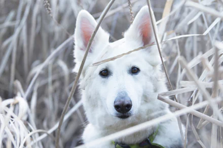 muzzle stare dog Animal berger blanc suisse HD Desktop Wallpaper | Background Image