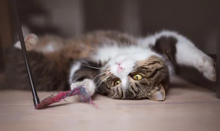 playing Animal cat HD Desktop Wallpaper | Background Image