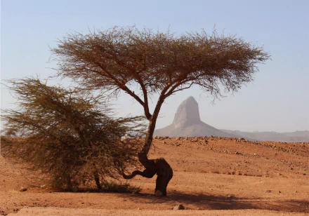 A lone tree stands in the Sahara Desert with the Hoggar Mountains and a distinct peak in Tassili N'Ajjer, Algeria, captured in stunning 4K Ultra HD.