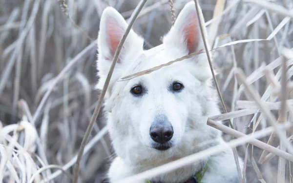 Close-up of a white Berger Blanc Suisse dog with a focused stare, framed by dry grass, featured as an HD PC desktop wallpaper and background.