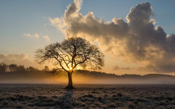Nature Sunrise Tree Cloud Fog HD Wallpaper | Background Image