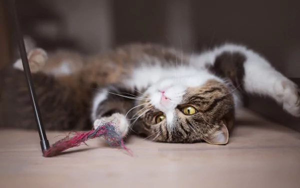 HD PC desktop wallpaper of a playful animal: a tabby cat lying on its back, batting a feather toy with bright yellow eyes.