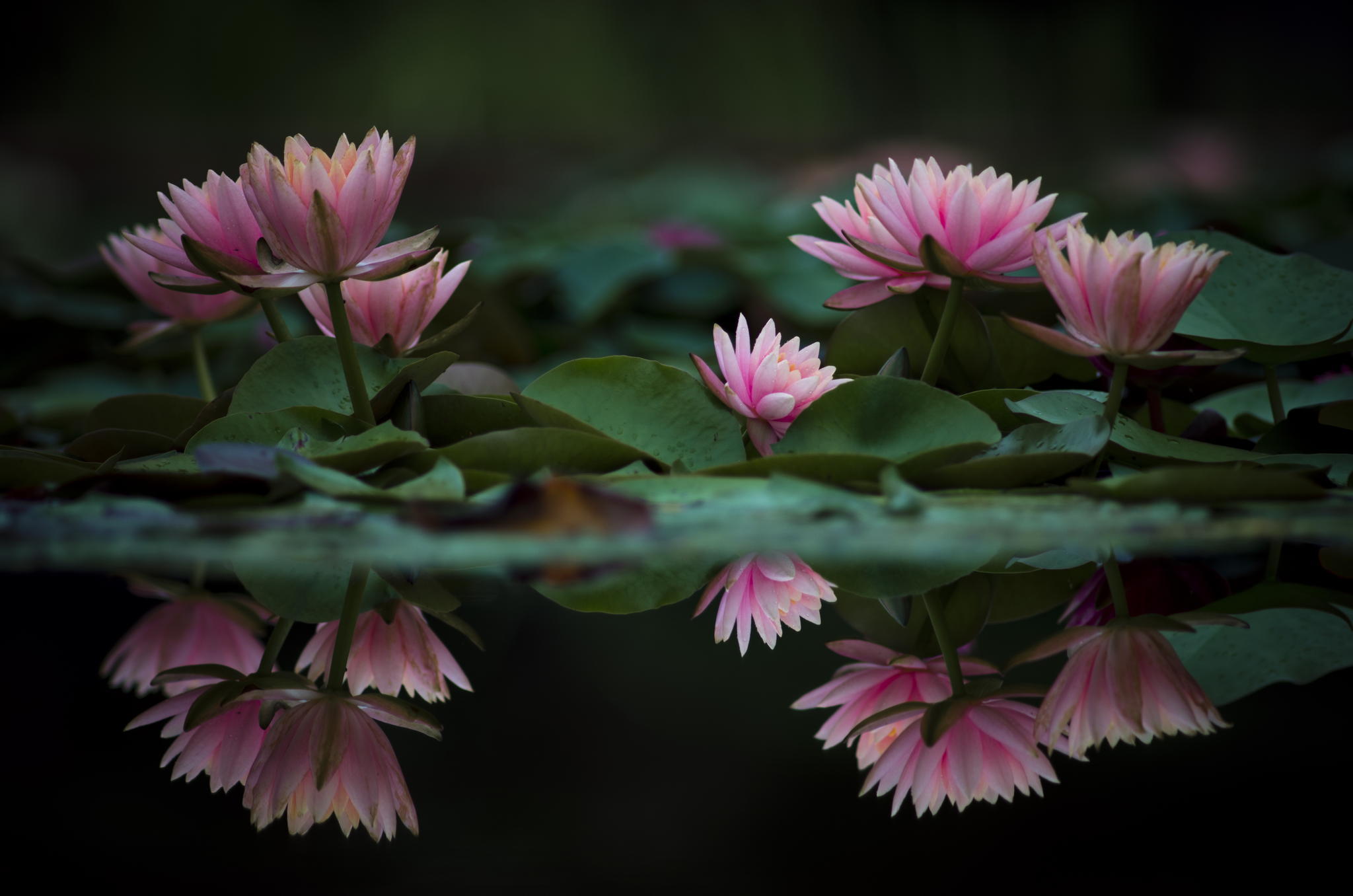 Download Leaf Water Reflection Pink Flower Flower Nature Water Lily Hd Wallpaper