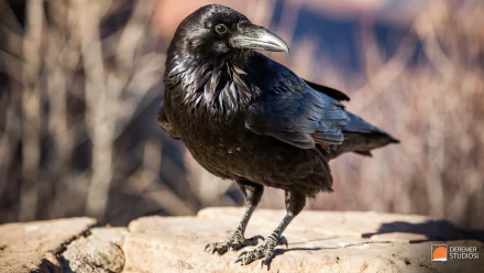 HD desktop wallpaper featuring a sharp, detailed photograph of a common raven standing on a rock, showcasing its glossy black feathers in natural light.