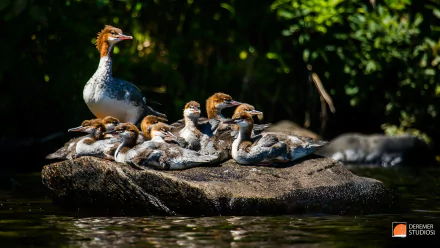  Merganser Ducks by Deremer Studios